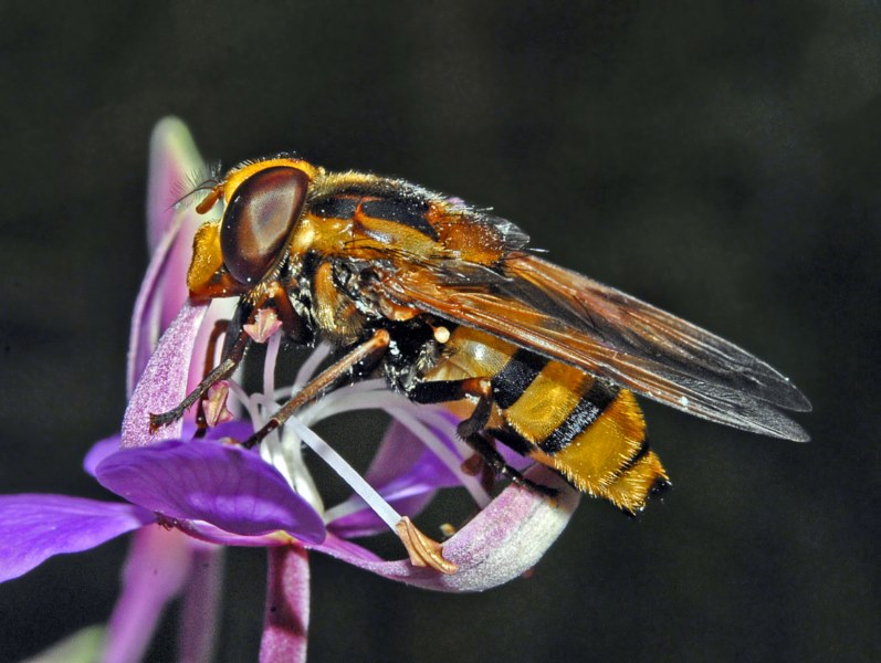 Syrphidae: Volucella inanis, femmina